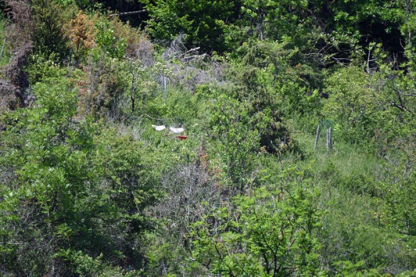 DSC_0639a.jpg