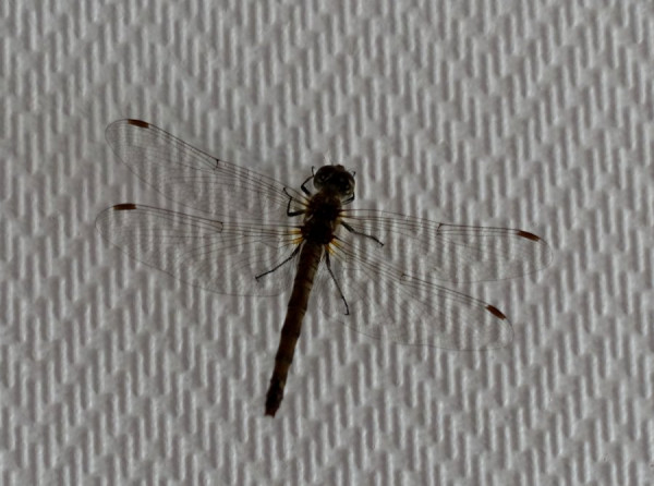 DSC09892s.JPG