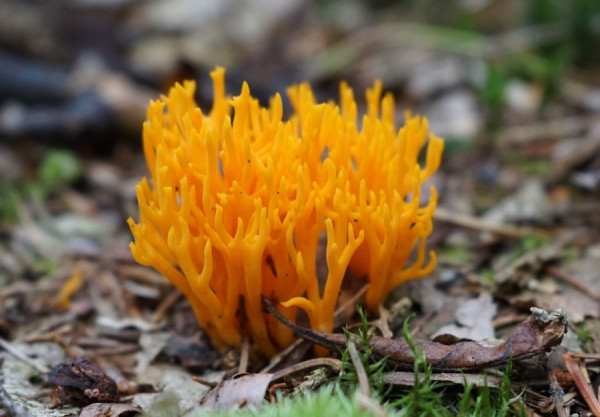 Klebriger Hörnling, Ziegenbart, Zwergerlfeuer, Calocera viscosa (5-1).jpg