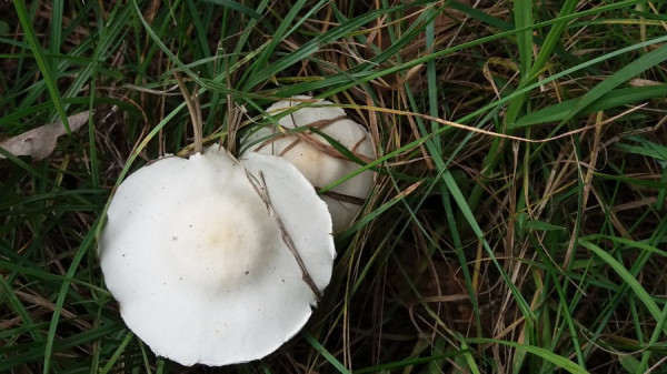 Pilz schaut aus wie ein Hut.jpg