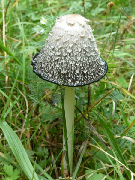 2013-09-22_P0939_Pilz.JPG