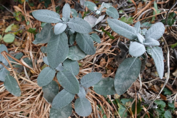 Salbei v.JPG