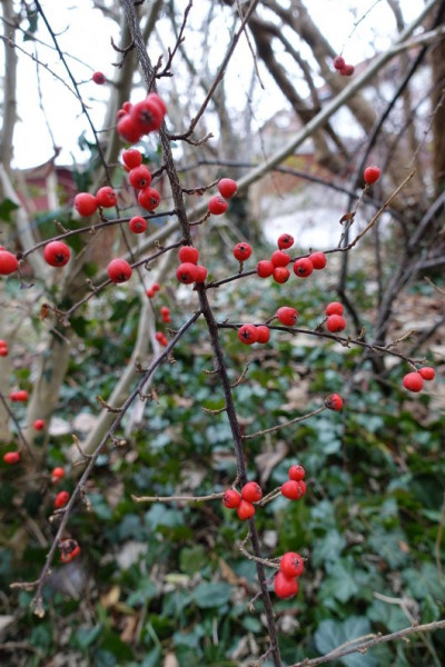 Beeren v.JPG