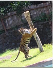 Tiger.JPG