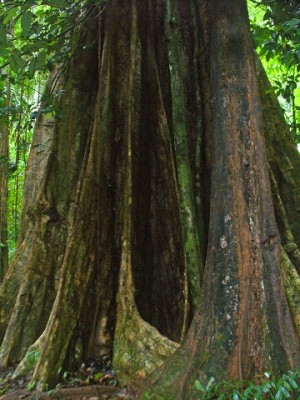 Big Tree.jpg