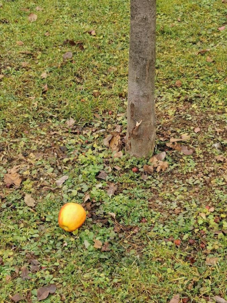 IMG_20201212_143050_resize_48.jpg