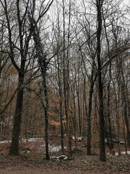 wald.jpg