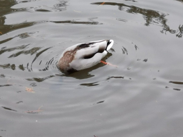 ente.jpg
