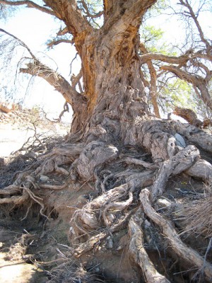 Kameldornbaum.jpg