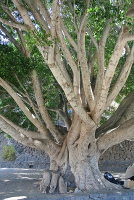 Uralter Baum.jpg