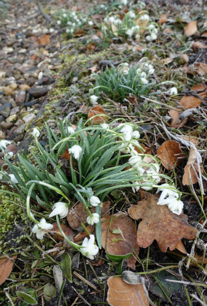 Schneeglöckchen 1 sDSC00508.JPG