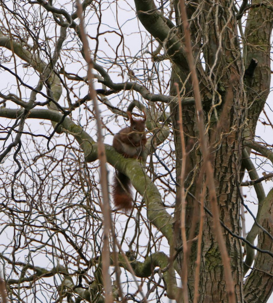 Eichhörnchen.jpg