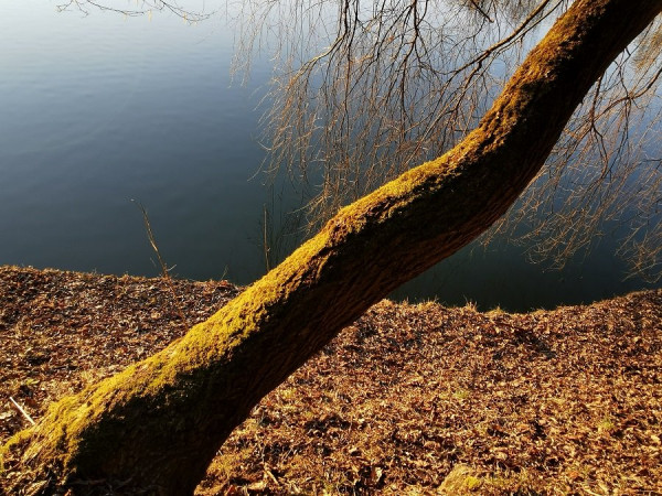 baumstamm_nachmittags.jpg