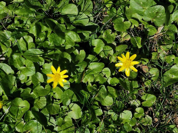 frühlingsblumen.jpg