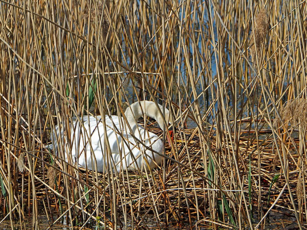 Schwan_Gardasee.jpg