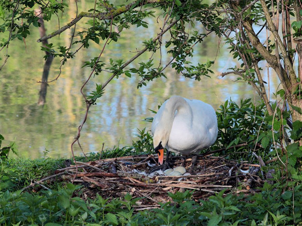 Schwan_Baggersee.jpg