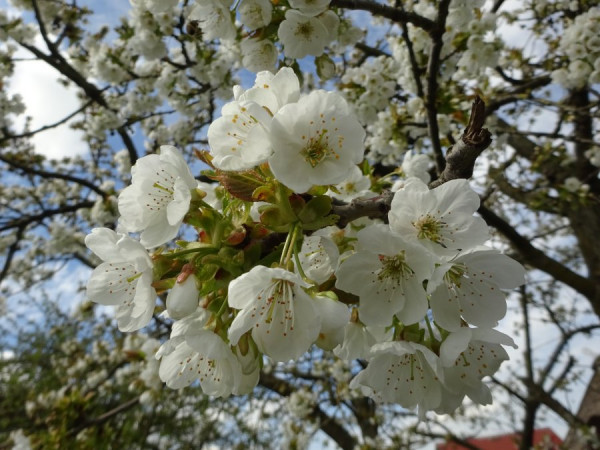 Kirschblüte Altes Lands.JPG