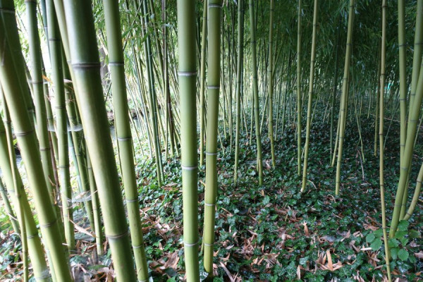 Wald aus Bambus in Monets Gartens.JPG