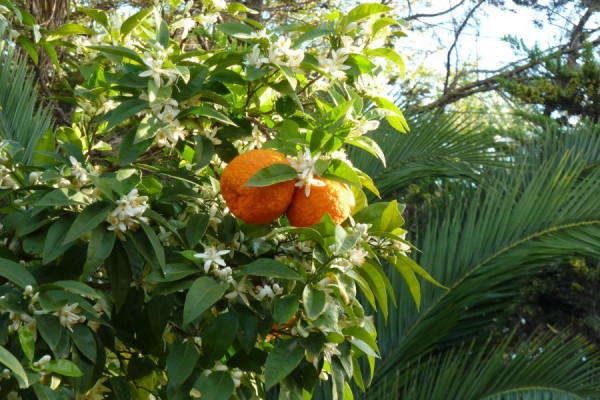 Blühende Orangen Sevillas.JPG