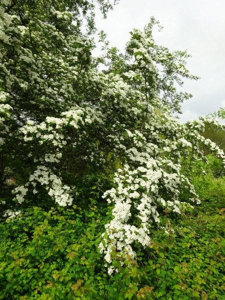 blühender Weißdorn Harburgs.JPG