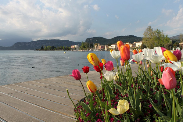 Gardasee-Tulpen.jpg