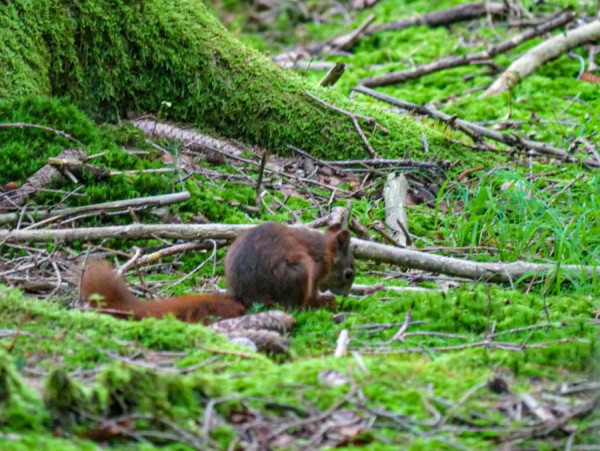 Herbsttrompeten-Wald-Eichhörnchen-P1440925-.jpg