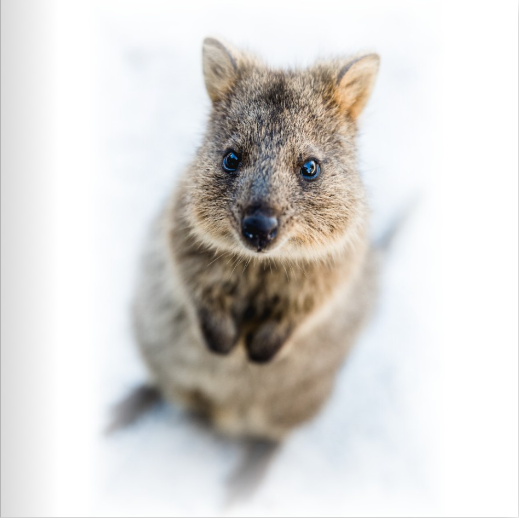 quokka.png