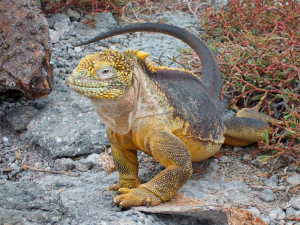 Leguan-Galapagos2.jpg