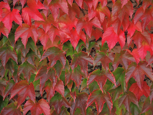 Herbst_Wilder_Wein.jpg