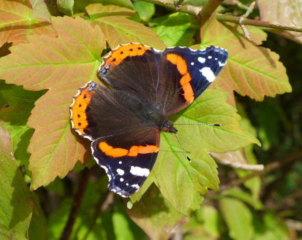 Schmetterling im Herbst.JPG