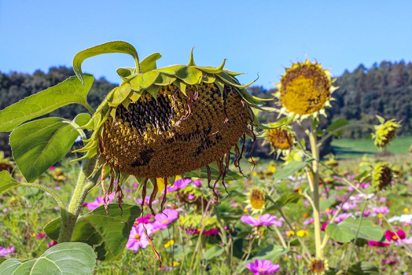 Herbstblüten.jpg