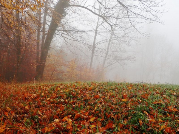 Herbst-Blätter.jpg