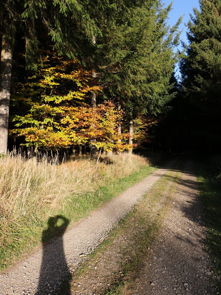 Waldweg.jpg