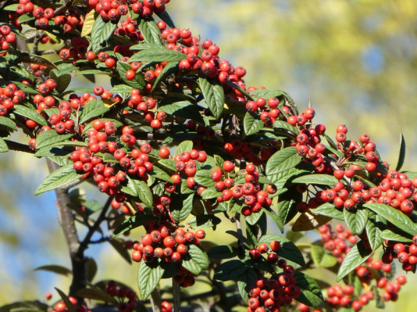 2021.10.24 Botanischer Garten Wpt.jpg