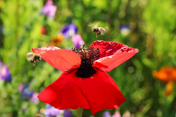 Anflug_auf_Mohnblume.jpg