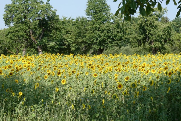 Sonnenblumen.JPG