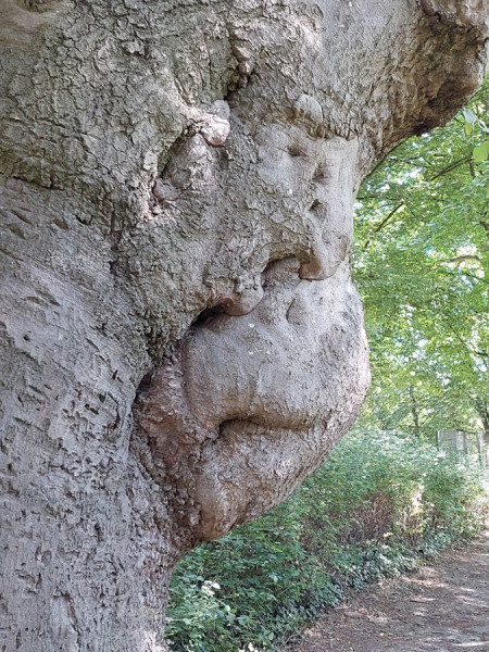 Baumgesicht.jpg