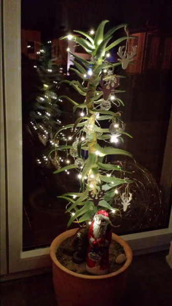 Köcher-Weihnachtsbaum.jpg