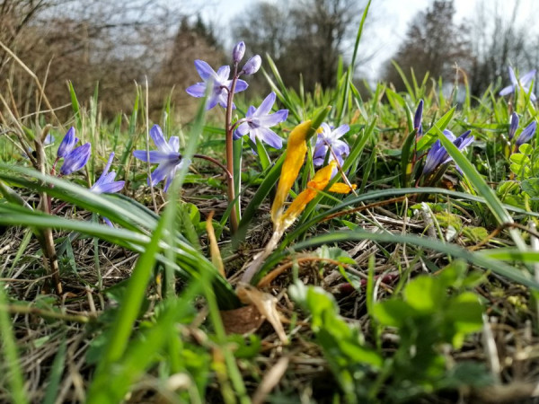 Frühling2.jpg