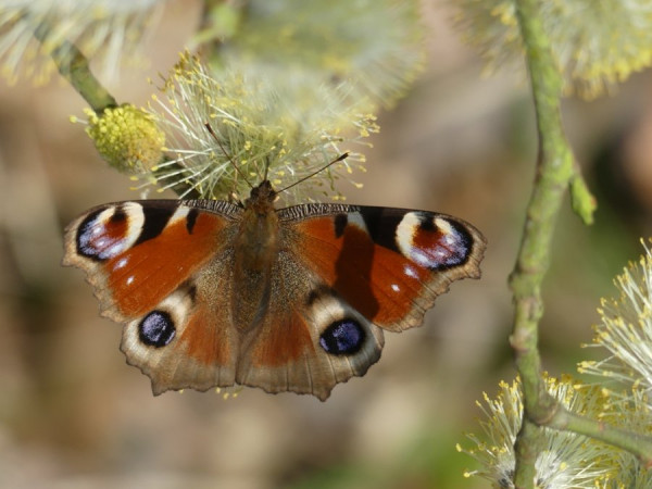 Schmetterling.jpg