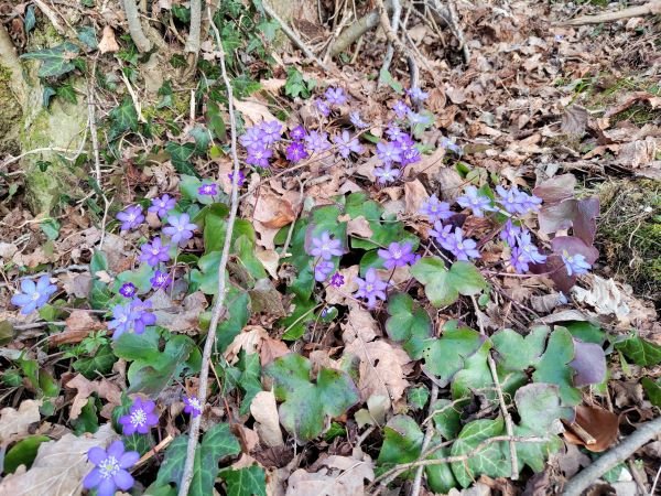 Leberblümchen 2.jpg