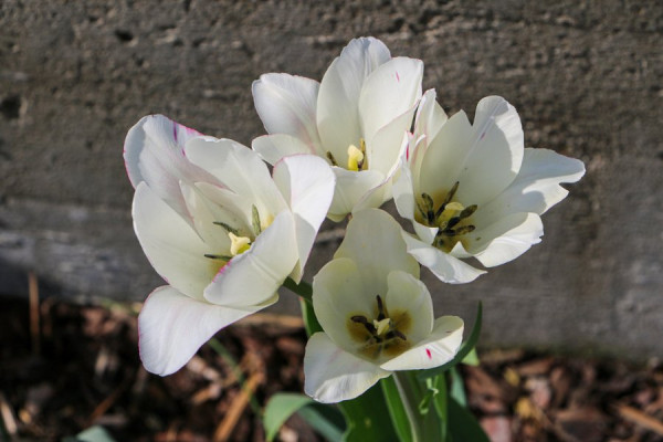 Tulpenblüten.jpg