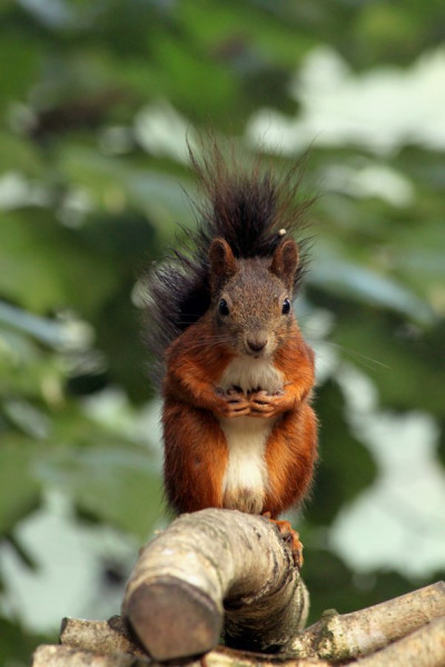 Eichhörnchen1.jpg