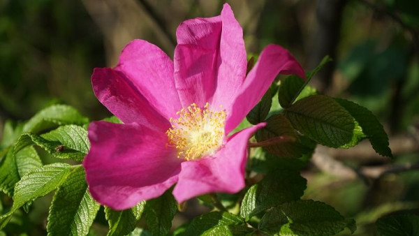 k-DSC00020.JPG