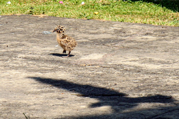 Möwe1.jpg