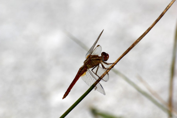 libelle.jpg