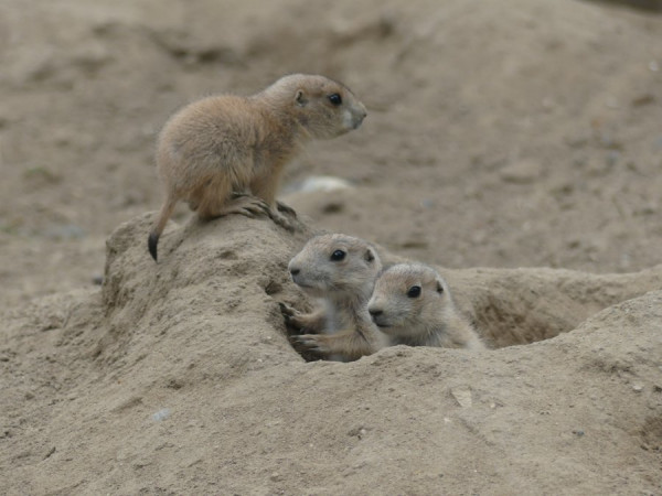 Erdhörnchen.jpg