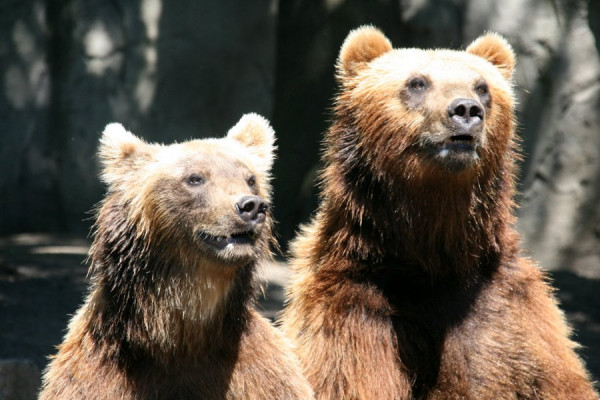 2010-06-27_2751_Baeren.JPG