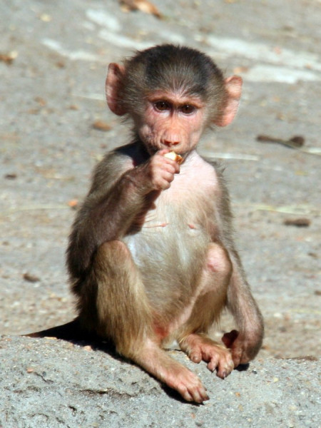 2010-06-27_2908_Pavian.JPG