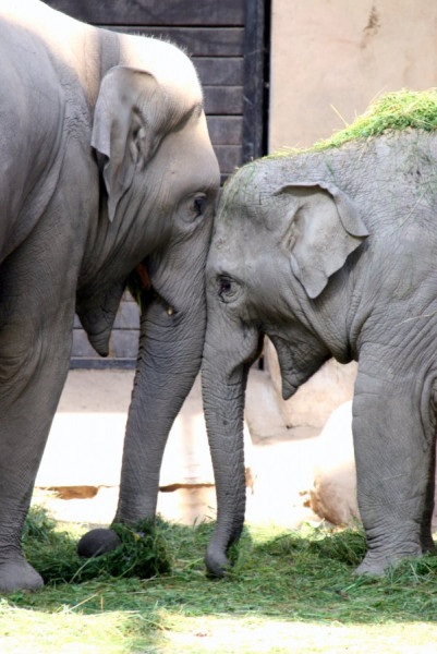 2010-06-27_2940_Elefanten.JPG